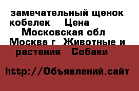 замечательный щенок кобелек  › Цена ­ 8 000 - Московская обл., Москва г. Животные и растения » Собаки   